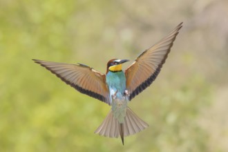 Bee-eater (Merops apiaster) approaching the breeding den.wildlife, mating, migratory bird, raptor,