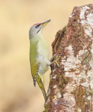Grey-headed woodpecker (Picus canus), or lesser spotted woodpecker, male at an old birch tree,
