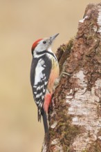 Middle spotted woodpecker (Dendrocopos medius) on an old birch tree, Wildlife, Woodpeckers, Nature