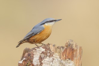 Nuthatch (Sitta europaea) sitting on a birch tree, wildlife, winter, nature photography, animals,