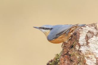 Nuthatch (Sitta europaea) hanging on a birch tree, Wildlife, Woodpeckers, Nature photography,