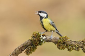 Great Tit (Parus major), sitting on a branch overgrown with moss and lichen, Wildlife, Animals,