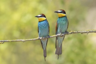 Bee-eater (Merops apiaster) pair sitting on a branch, male, female, breeding, courtship, migratory