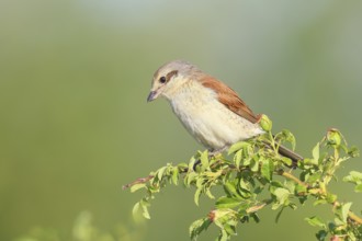 Red-backed shrike (Lanius collurio), female on rose hip bush (Rosa canina), looking for prey,