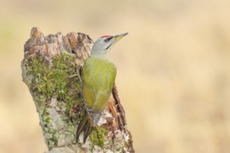 Grey-headed woodpecker (Picus canus), or great spotted woodpecker, male at a birch overgrown with