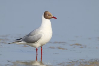 Black-headed gull (Larus ridibundus) standing in shallow water, wildlife, nature photography,