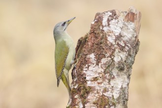 Grey-headed woodpecker (Picus canus), or lesser spotted woodpecker, female on a birch tree,