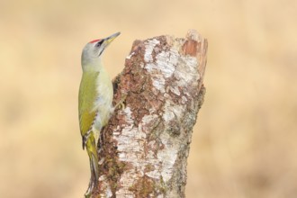 Grey-headed woodpecker (Picus canus), or lesser spotted woodpecker, male at an old birch tree,