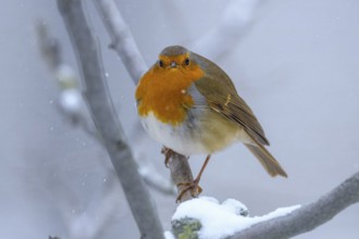 A robin (Erithacus rubecula) (Erithacus rubecula) on a snow-covered branch, looking directly into