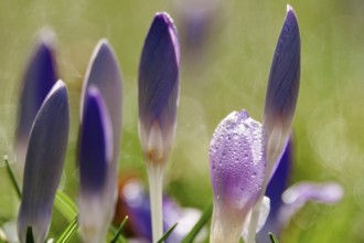 Beautiful crocus flower, early spring, Germany