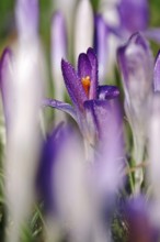 Beautiful crocus flower with morning dew, early spring, Germany