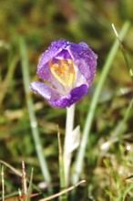 Beautiful crocus flower, water drops, early spring, Germany