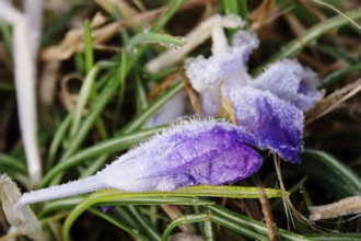 Beautiful crocus flower, hoarfrost, early spring, Germany