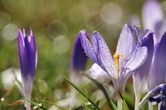 Beautiful crocus flower, drops, early spring, Germany