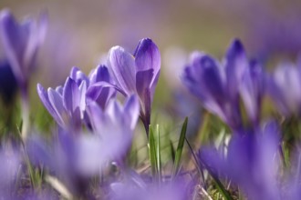 Beautiful crocus blossom at the beginning of March, Germany