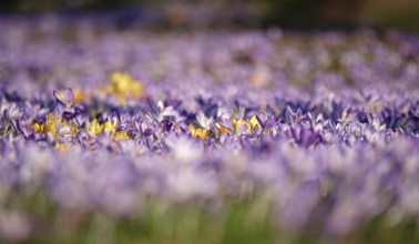 Beautiful crocus flower, panorama, early March, Germany