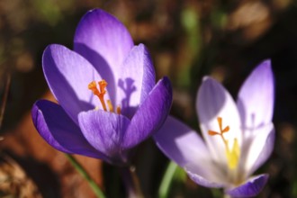 Beautiful crocus flower with shade, early March, Germany