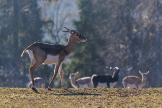 A young male blackbuck (Antilope cervicapra) stands in a green meadow during light snowfall,