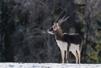 A male blackbuck (Antilope cervicapra) stands in a snow covered meadow on a sunny morning, backlit
