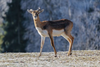 A young male blackbuck (Antilope cervicapra) stands in a hoar-frost covered meadow on a sunny