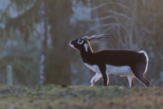 Stands in a green meadow on a sunny morning, backlit by the sun. A forest can be seen in the