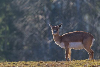 A female blackbuck (Antilope cervicapra) stands in a green meadow on a sunny morning, backlit by