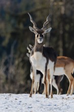 A male blackbuck (Antilope cervicapra) stands in snow-covered meadow on a sunny morning, backlit by