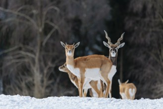 A female blackbuck (Antilope cervicapra) stands in snow-covered meadow on a sunny morning, backlit