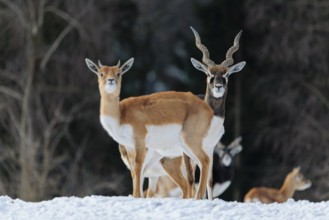A male blackbuck (Antilope cervicapra) stands behind a female blackbuck in snow-covered meadow on a