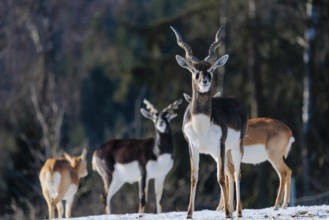 A male blackbuck (Antilope cervicapra) stands in snow-covered meadow on a sunny morning, backlit by