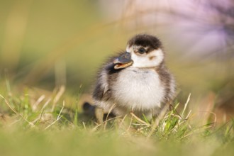 Egyptian goose (Alopochen aegyptiaca) cute chick on a meadow at the shore of a lake, Bavaria,