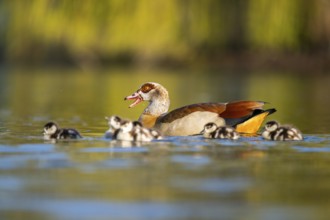 Egyptian goose (Alopochen aegyptiaca) mother with her chicks swimming on a lake, Bavaria, Germany