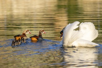 Egyptian goose (Alopochen aegyptiaca) pair with chicks and a Mute swan (Cygnus olor) swimming on a