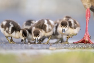 Egyptian goose (Alopochen aegyptiaca) cute chicks on a meadow at the shore of a lake, Bavaria,