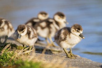 Egyptian goose (Alopochen aegyptiaca) cute chicks on a meadow at the shore of a lake, Bavaria,