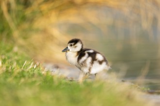 Egyptian goose (Alopochen aegyptiaca) cute chick on a meadow at the shore of a lake, Bavaria,