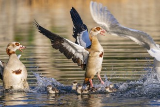 Egyptian goose (Alopochen aegyptiaca) with chicks aggressively attacking other seabirds on a lake,