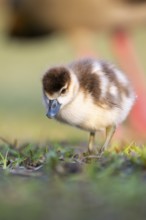 Egyptian goose (Alopochen aegyptiaca) cute chick on a meadow at the shore of a lake, Bavaria,