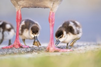 Egyptian goose (Alopochen aegyptiaca) mother with her chicks on a meadow at the shore of a lake,