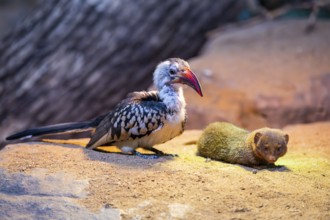 Northern red-billed hornbill (Tockus erythrorhynchus) sitting beside a Ethiopian dwarf mongoose
