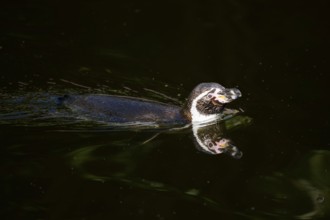 Humboldt penguin (Spheniscus humboldti) swimming in the water, captive, Germany