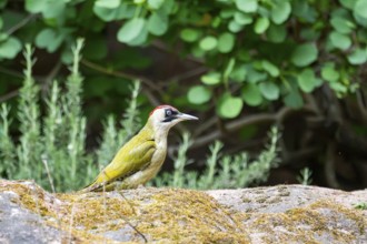European green woodpecker (Picus viridis) standing on a rock, Bavaria, Germany