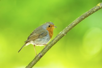 European robin (Erithacus rubecula) sitting on a branch, Bavaria, Germany