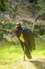 Black stork (Ciconia nigra) standing on a meadow, Bavaria, Germany