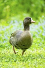 Greater white-fronted goose (Anser albifrons) standing on a meadow, Bavaria, Germany