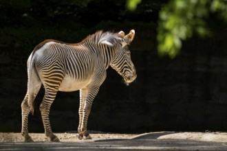 Grévy's zebra (Equus grevyi) standing on the ground, Germany