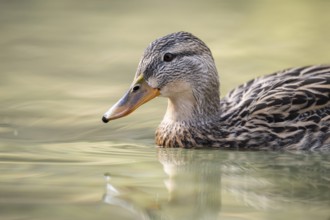 Mallard (Anas platyrhynchos) female on a lake, Bavaria, Germany