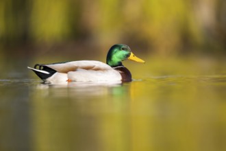 Wild duck (Anas platyrhynchos), male swimming on a lake, Bavaria, Germany Europe