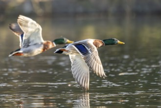 Wild duck (Anas platyrhynchos) male flying over a lake, Bavaria, Germany