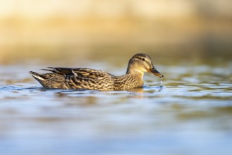 Wild duck (Anas platyrhynchos), female swimming on a lake, Bavaria, Germany Europe